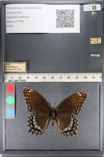 Media type: image;   Entomology 136668